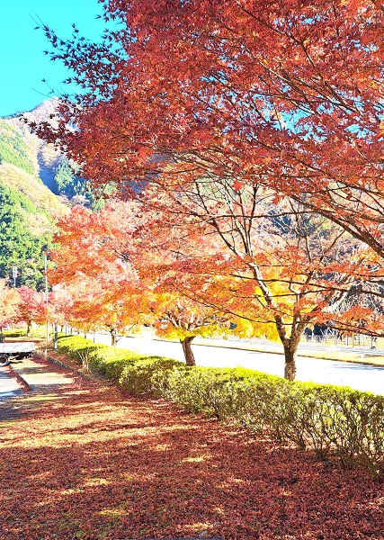 紅葉まだまだ綺麗です | 梅ヶ島新田温泉 黄金の湯